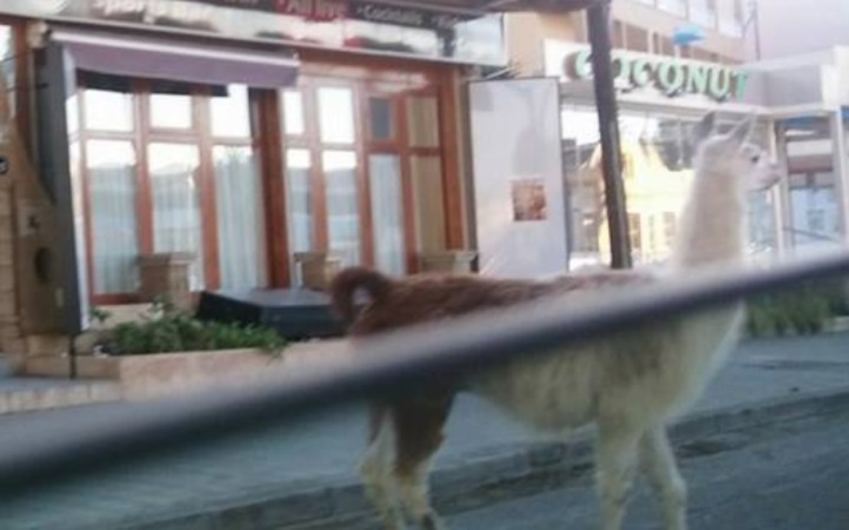 Λάμα στη Ρόδο!