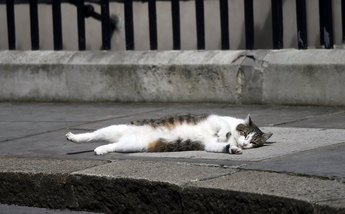 Οι ξάπλες του γάτου της Downing Street