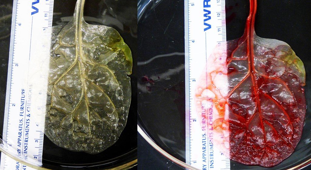 Έφτιαξαν ανθρώπινο ιστό καρδιάς από ένα φύλλο σπανάκι! [pics, vid]