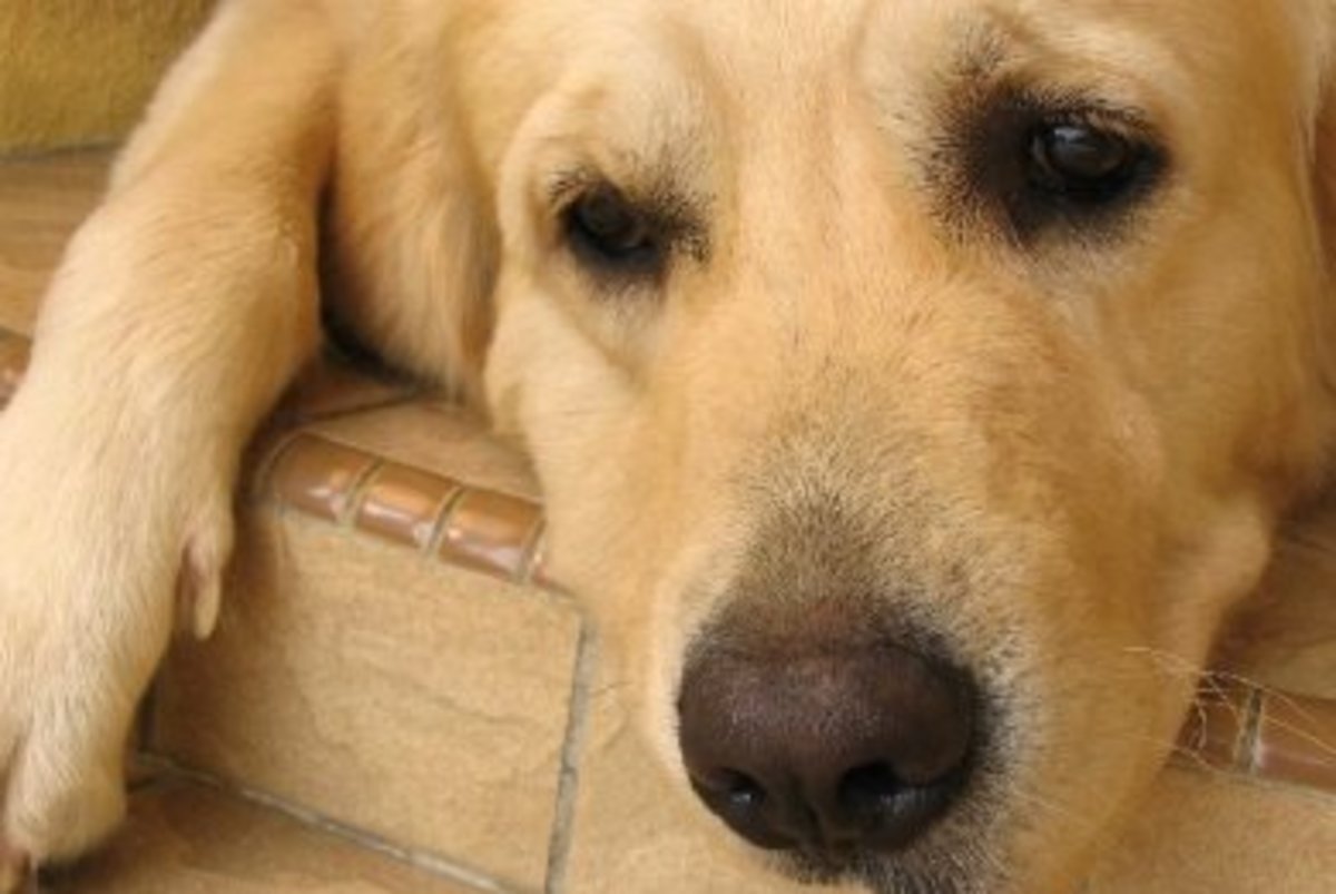 Λευκάδα: Κρέμασαν άτυχο σκυλάκι…