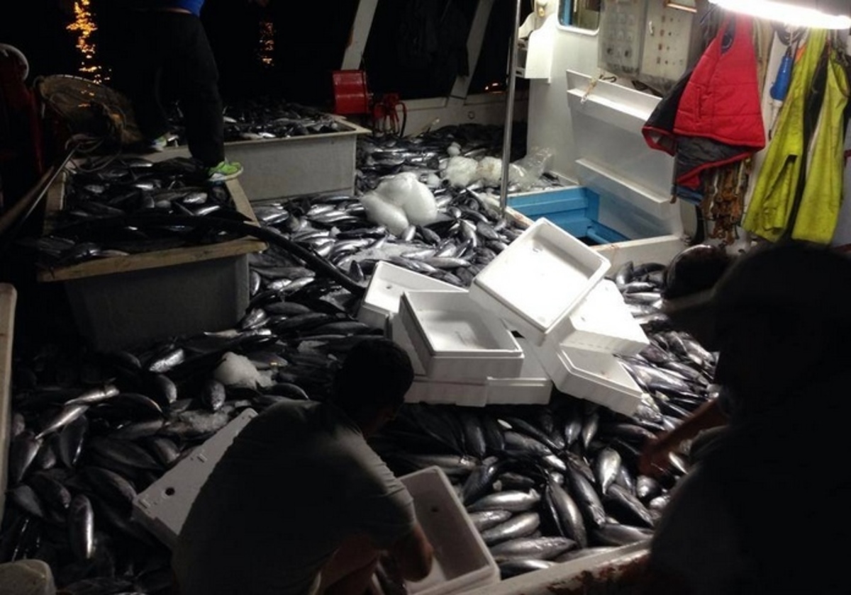 ΒΙΝΤΕΟ: Ψαριά για… γκίνες στη Λευκάδα: Έβγαλαν 40 τόνους παλαμίδια!