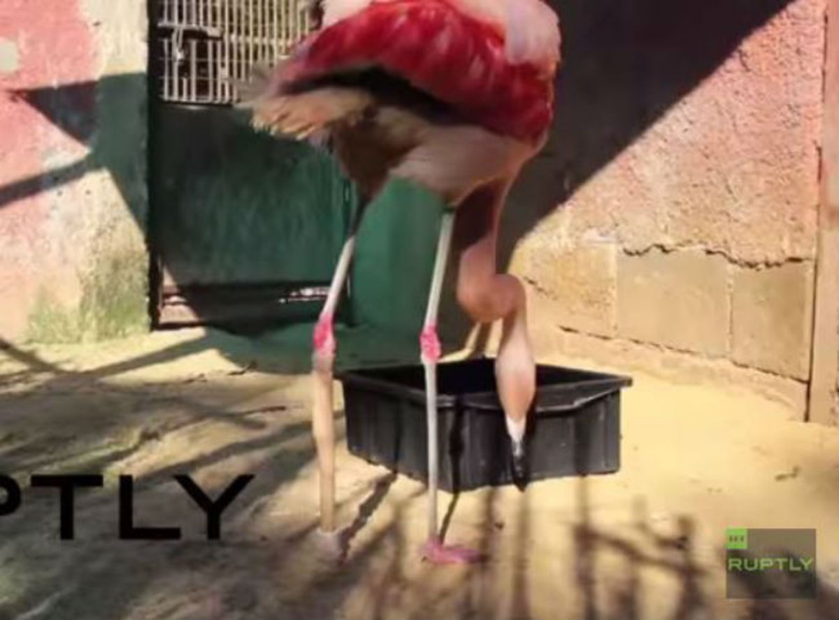 Φλαμίνγκο περπατά ξανά χάρη σε προσθετικό πόδι (ΒΙΝΤΕΟ)