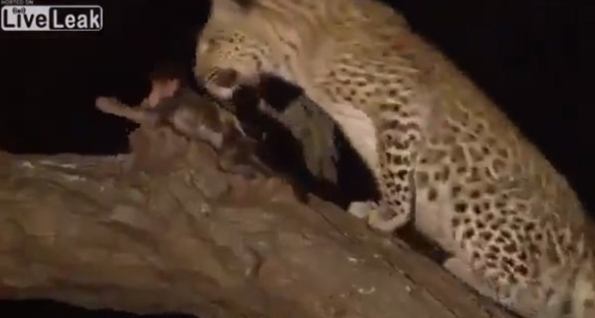 Όταν η λεοπάρδαλη ανακάλυψε μωρό μπαμπουίνο στο άψυχο κουφάρι της μαμάς του! – video