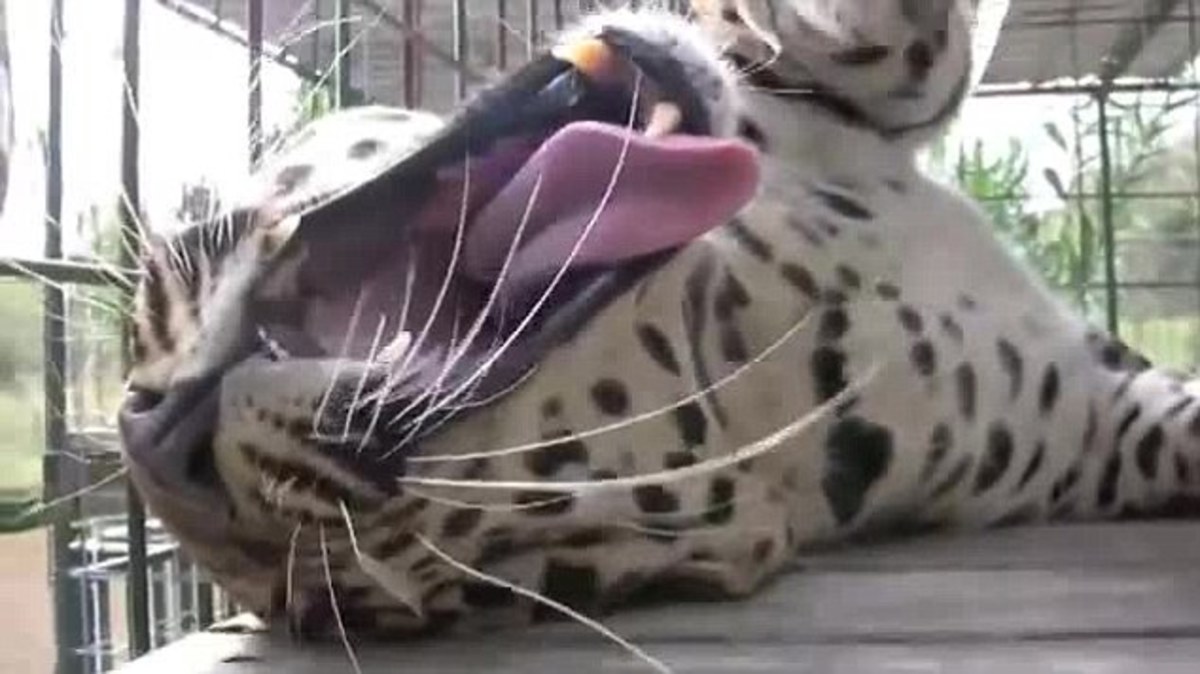 Η λεοπάρδαλη… γατάκι, λιώνει στα χάδια του εκπαιδευτή της (ΦΩΤΟ, VIDEO)