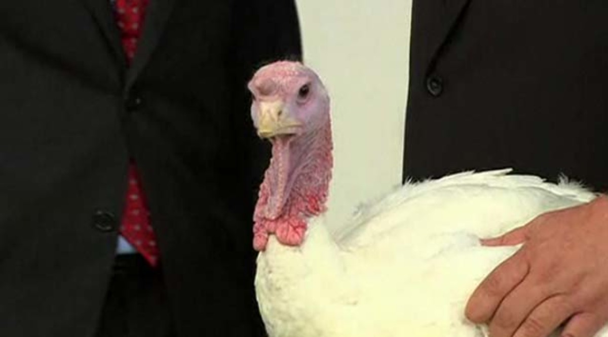 Το πιο τυχερό πουλί στην Γη!