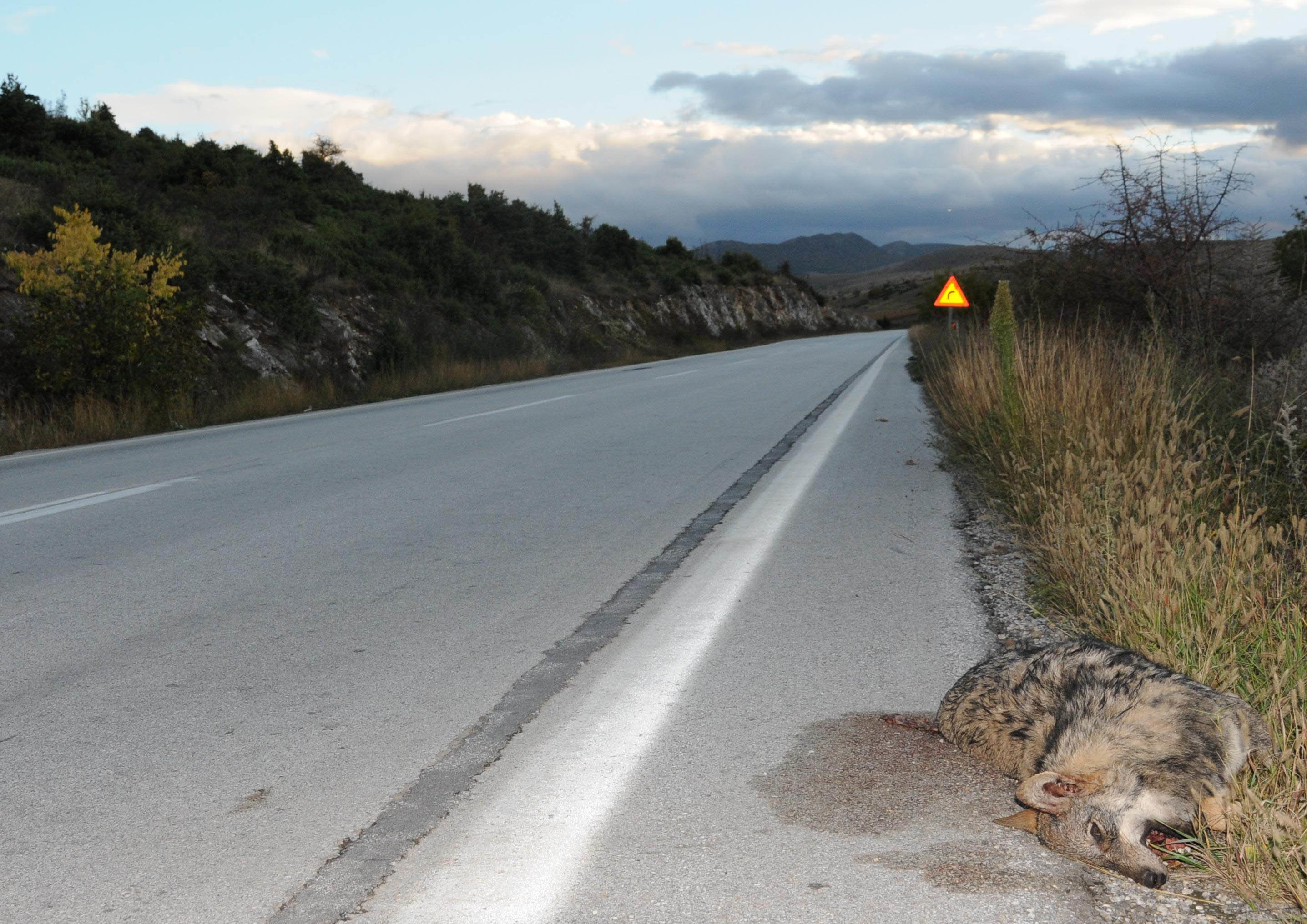 Τρίτος νεκρός λύκος σε τροχαίο το 2012 στη Φλώρινα