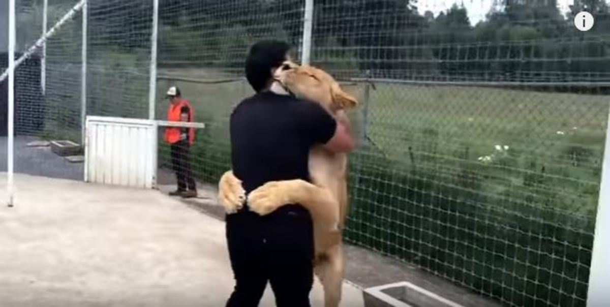 Ξανασμίγει με το λιοντάρι που έσωσε – Δείτε πώς τον ευχαριστεί! [vid]