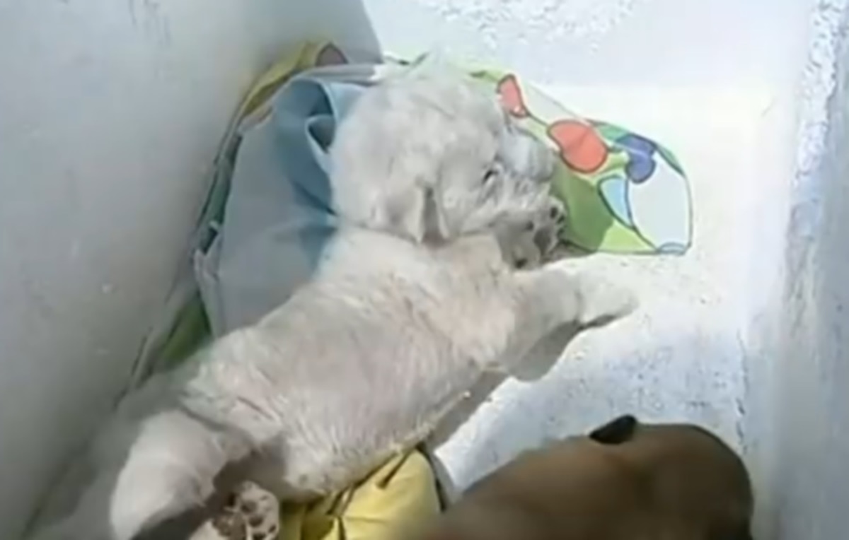 Σκυλίτσα υιοθέτησε ένα μικρό λιονταράκι που δεν το ήθελε η μητέρα του – ΒΙΝΤΕΟ