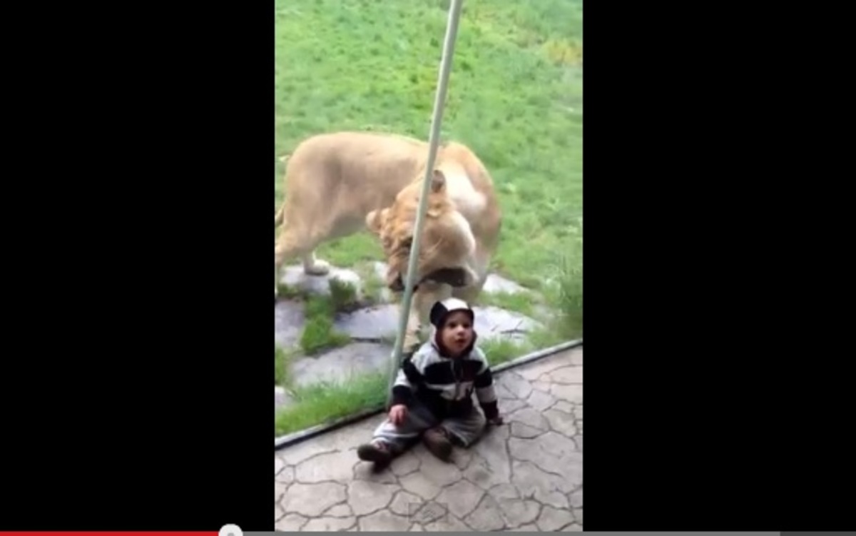 ΣΟΚΑΡΙΣΤΙΚΟ βίντεο! Λιοντάρι προσπαθεί να φάει ένα παιδάκι πίσω από το τζάμι!