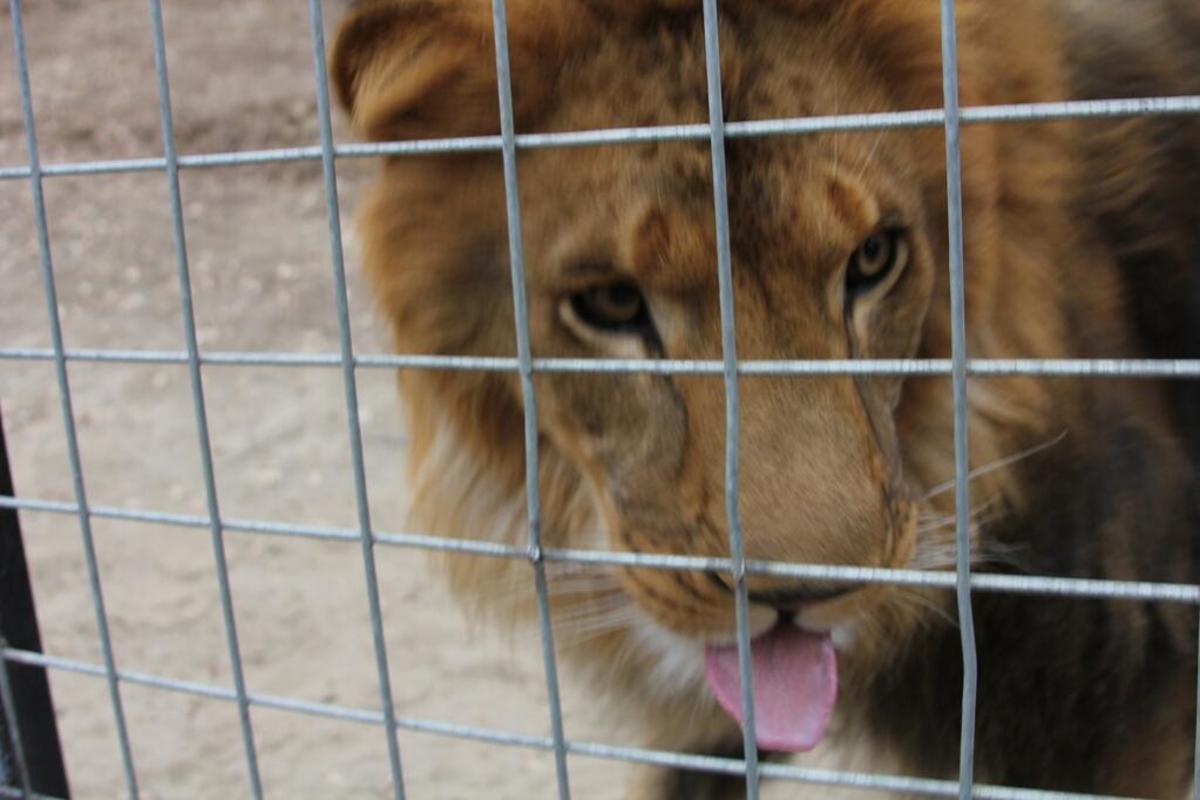 Μπήκε στο κλουβί του λιονταριού αλλά δε βγήκε ποτέ!