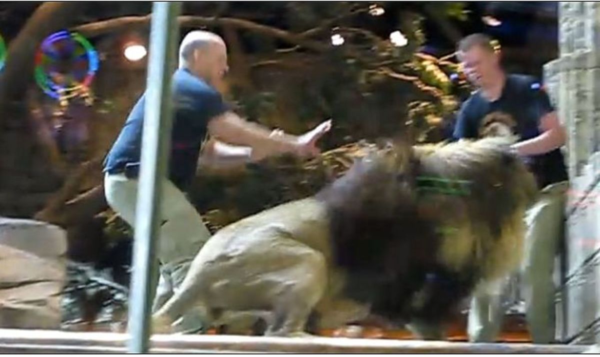 Λιοντάρι επιτέθηκε στον εκπαιδευτή του – Δείτε το βίντεο