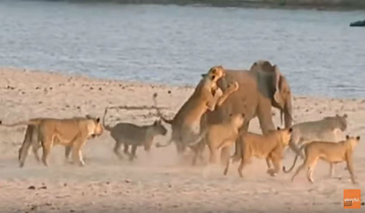 14 λιοντάρια επιτέθηκαν σε ένα ελέφαντα – Δείτε τι συνέβη στο 2:30! (vid)