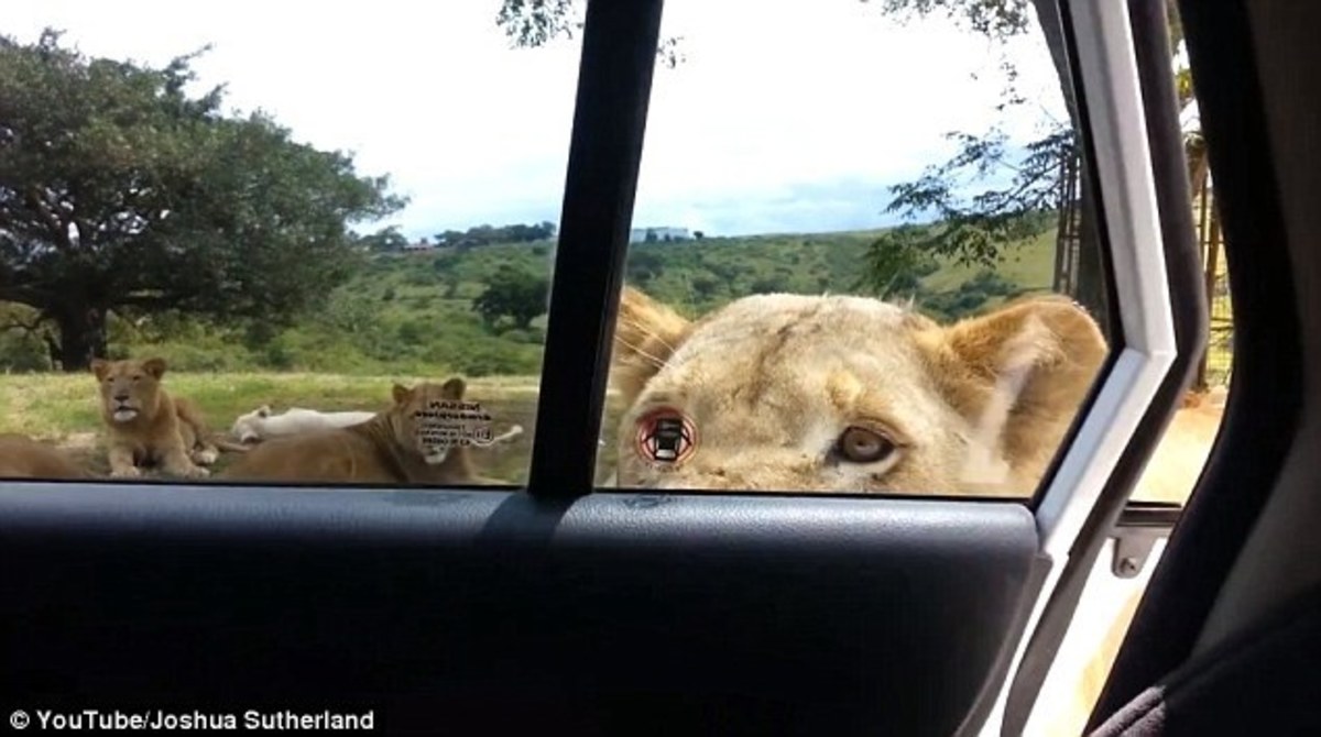 Είδαν ξαφνικά το λιοντάρι να ανοίγει την πόρτα του αυτοκινήτου τους (VIDEO)