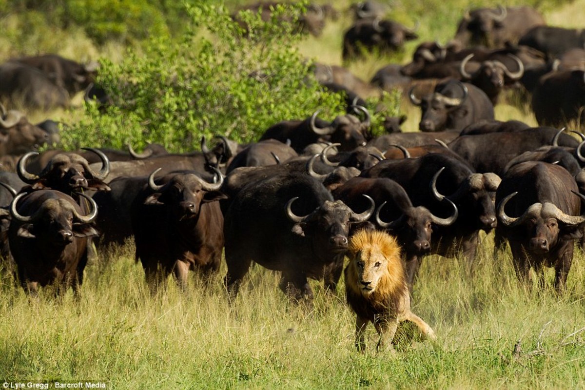 Мир животных буйволы. Стадо буйволов против Львов. Буйволы в Африке. Стая буйволов. Буйволы и львы в дикой природе Африка.