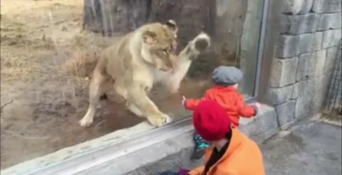 Παιχνίδι μωρού με λιοντάρι