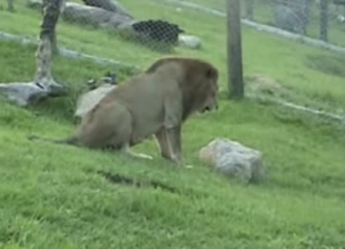 Συγκλονιστική στιγμή: Λιοντάρι απελευθερώνεται μετά από 13 χρόνια αιχμαλωσίας σε τσίρκο!