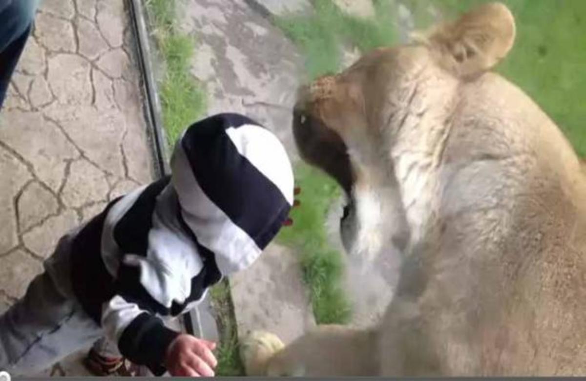 Λιοντάρι προσπαθεί να κατασπαράξει μωρό πίσω από το τζάμι!
