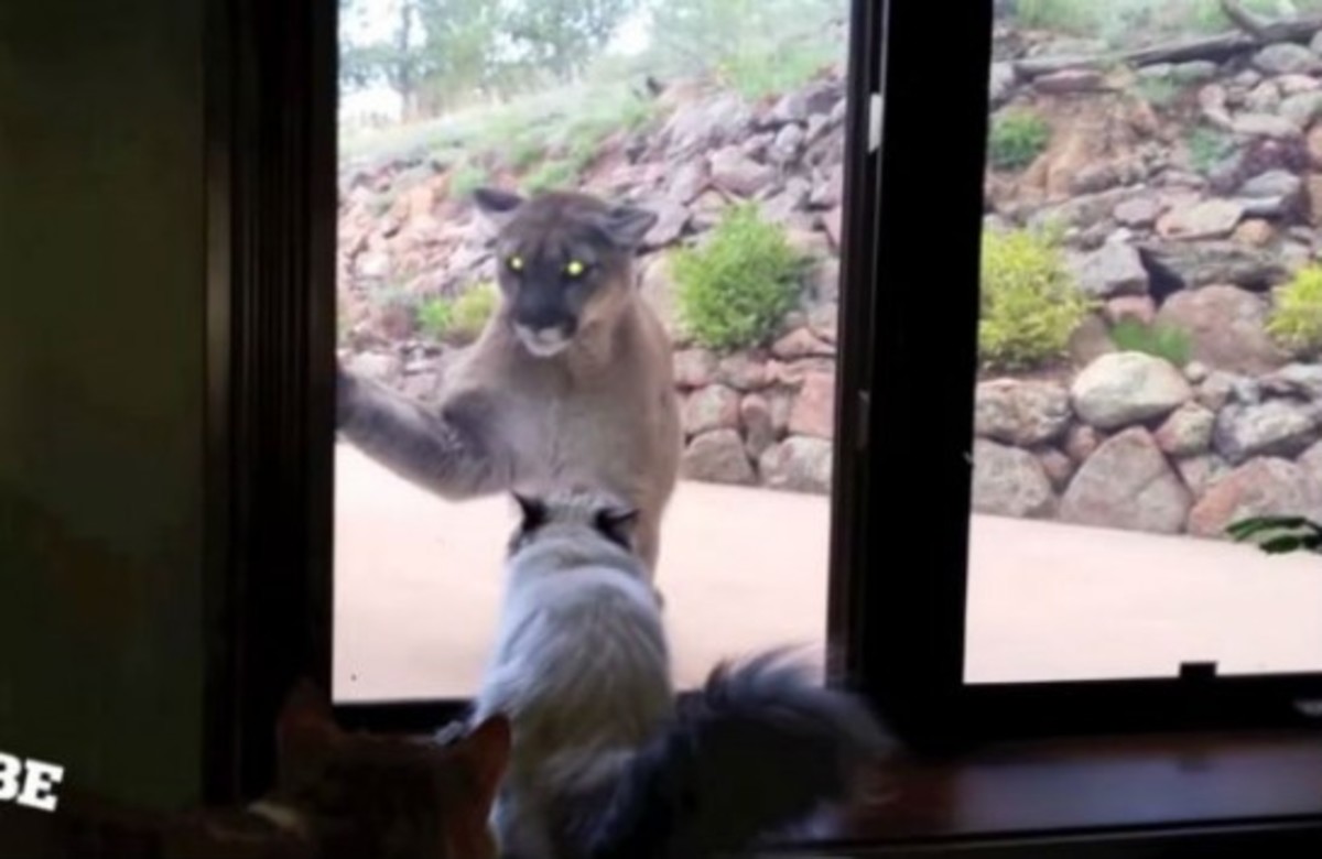 Γάτα απέναντι σε λιοντάρι