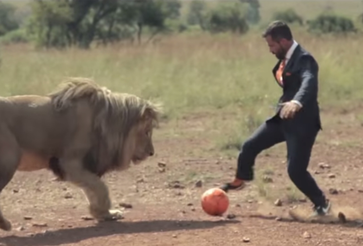 Ο άνθρωπος που τολμάει και παίζει μπάλα με τα… λιοντάρια (βίντεο)