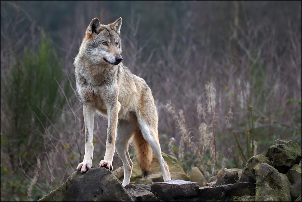 Ξάνθη: Λύκος κατασπάραξε κυνηγόσκυλο – Αποκρουστικές εικόνες στο σημείο
