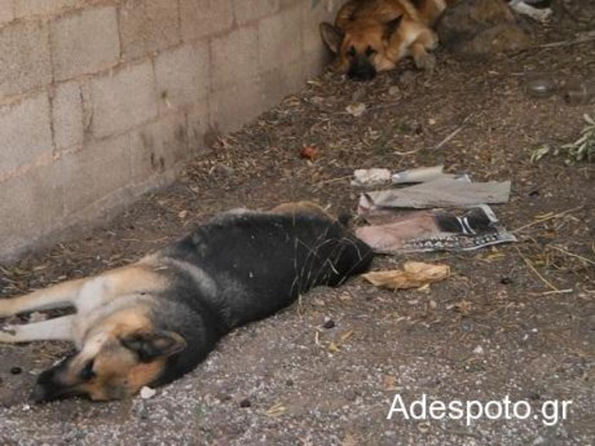 Κορωπί: Σκύλος έμεινε να θρηνεί δίπλα στη νεκρή από φόλα φίλη του