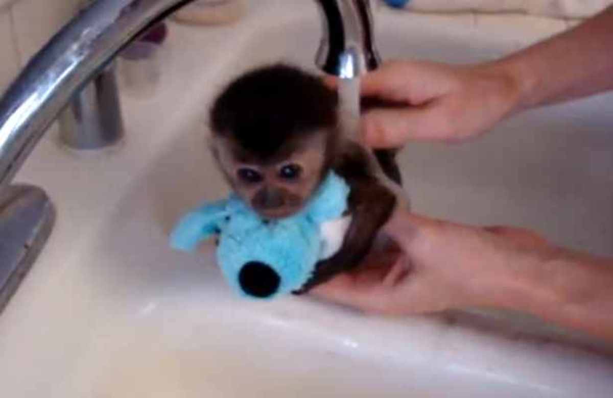 To πιο γλυκό βίντεο που έχετε δεί – Μαϊμουδάκι κάνει μπάνιο