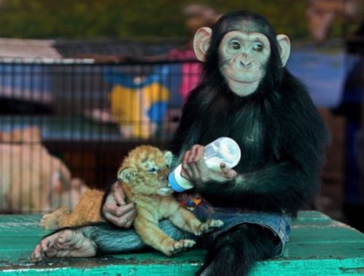Μαϊμού ταίζει με μπιμπερό τιγράκι! Δείτε το απίστευτο βίντεο