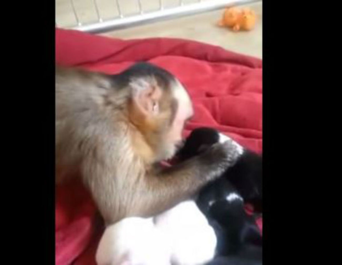 Μαϊμουδάκι αγκαλιά με κουταβάκια (βίντεο)