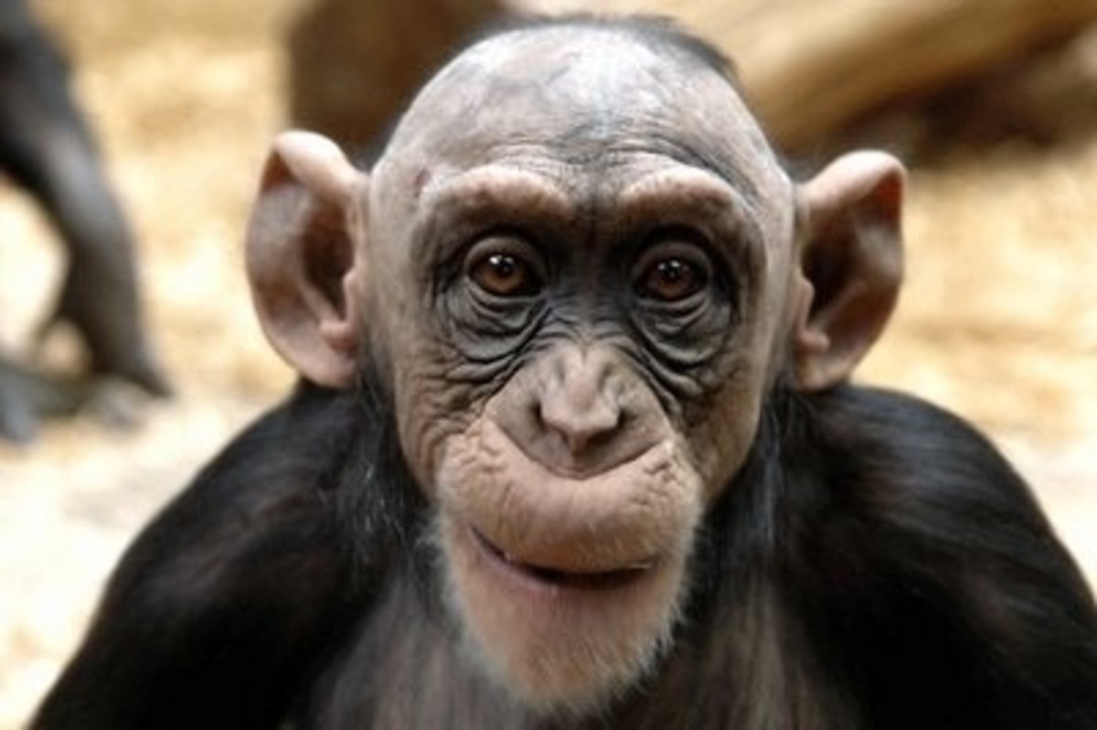 Ορεστιάδα: Μαϊμού οι καλόγριες μαϊμού και οι εικόνες!