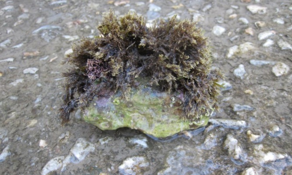 Πέμπτη της Αναλήψεως: Το πρώτο μπάνιο και η πέτρα η μαλλιαρή!