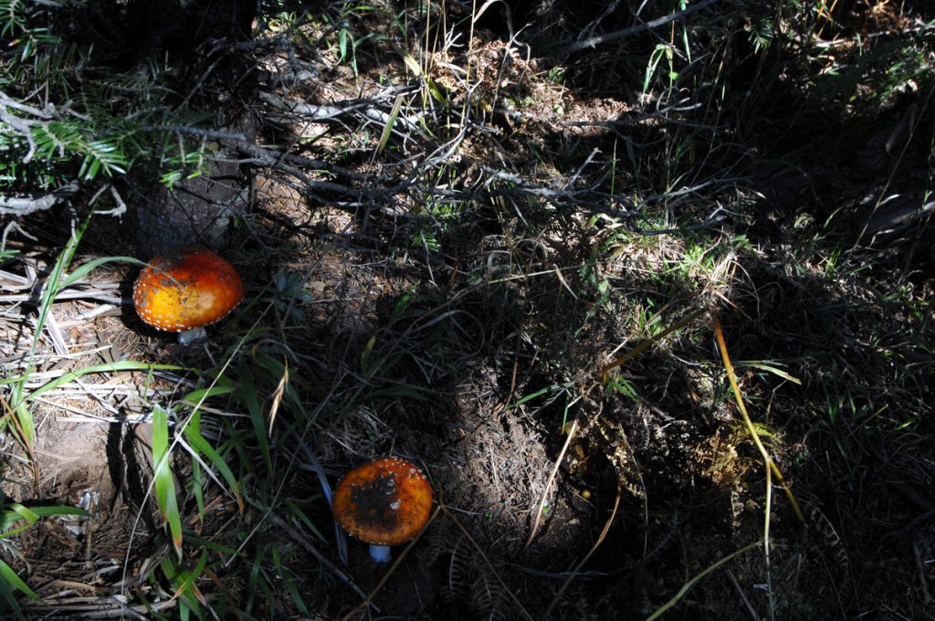 H Αλβανία δίνει σήραγγες του στρατού για καλλιέργεια μανιταριών