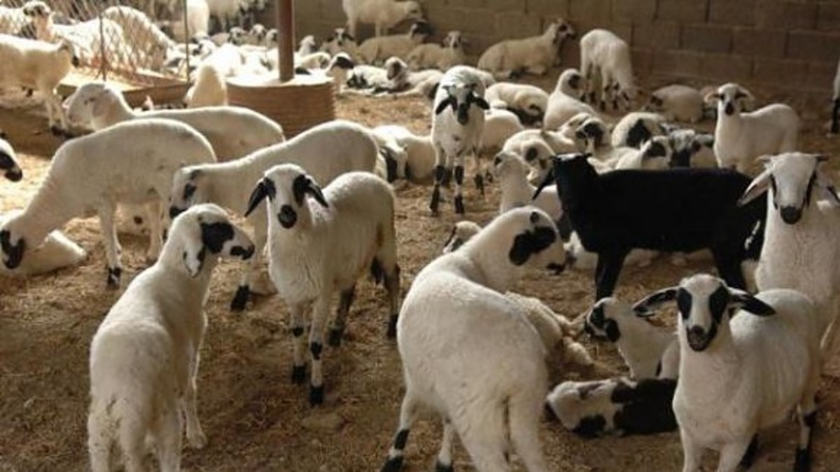 Απίστευτο: “Χτύπησαν” και σε μάντρα με ζώα οι ληστές