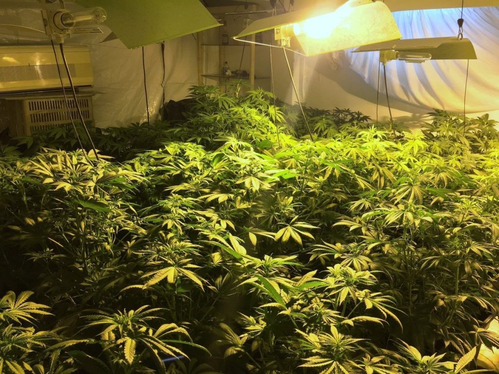 Η Καλιφόρνια έτοιμη να ψηφίσει υπέρ της μαριχουάνας