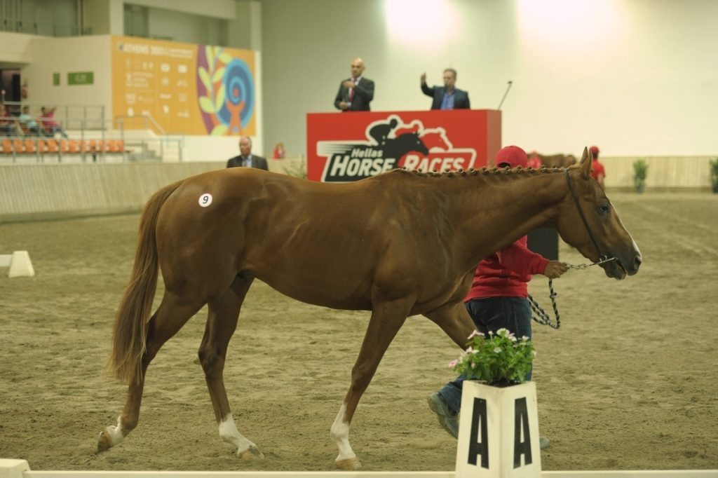 Μεγάλη επιτυχία και στη δεύτερη δημοπρασία καθαρόαιμων ίππων στο Μαρκόπουλο
