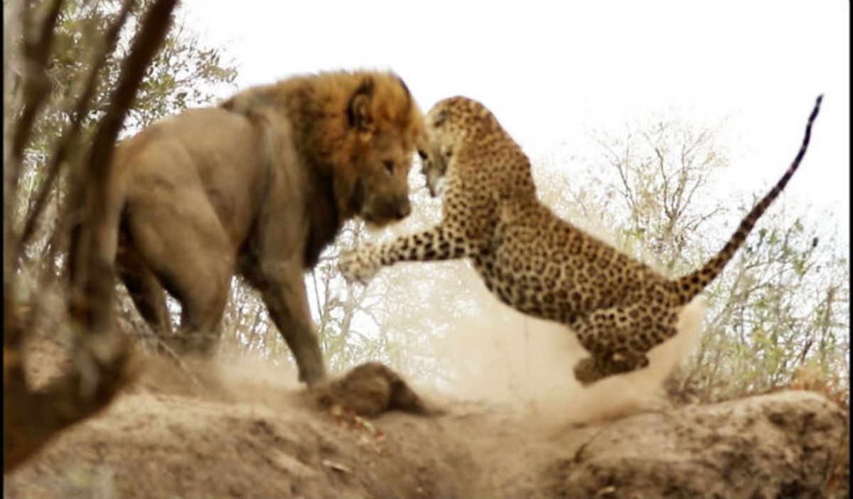 Eπική μάχη ανάμεσα σε ένα λιοντάρι και μια λεοπάρδαλη! (video)
