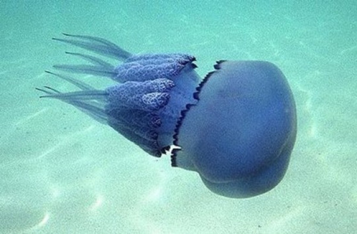 Медузы в тунисе