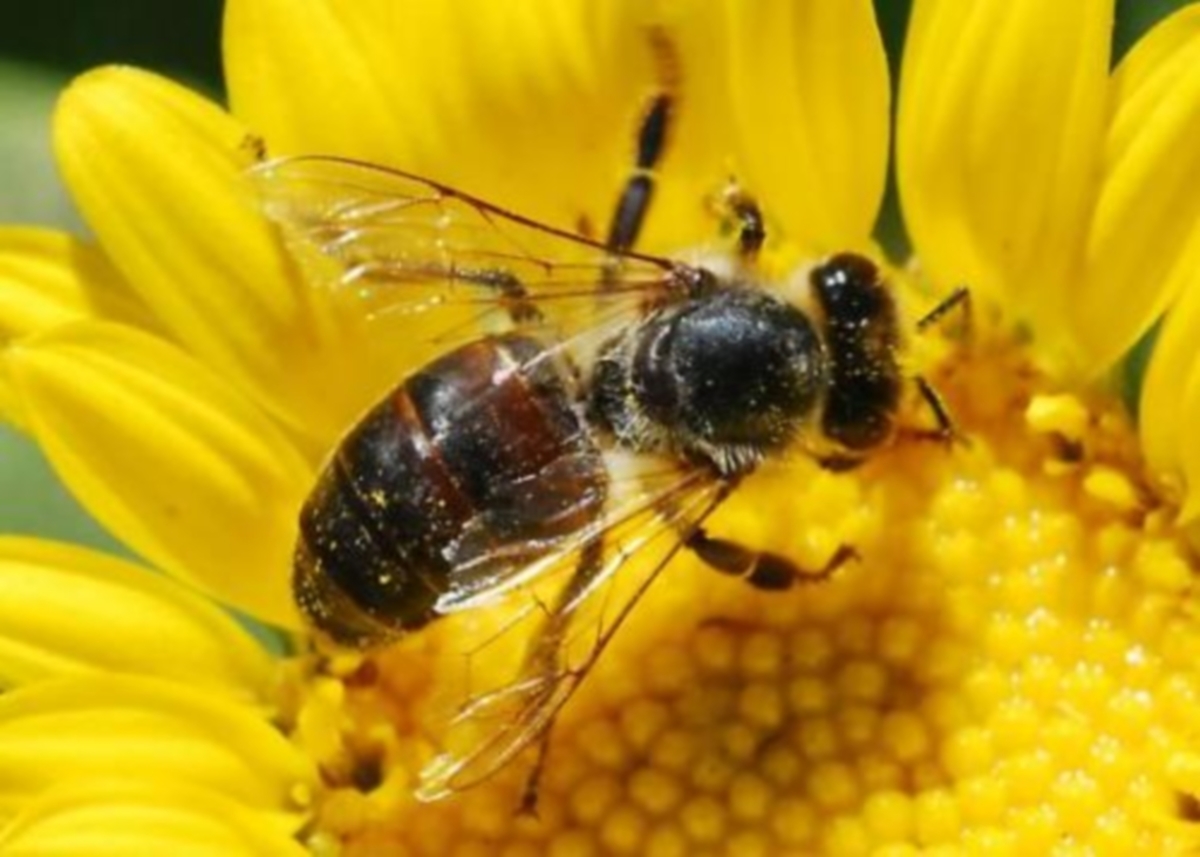 Εύβοια: Μια μέλισσα προκάλεσε… τροχαίο!
