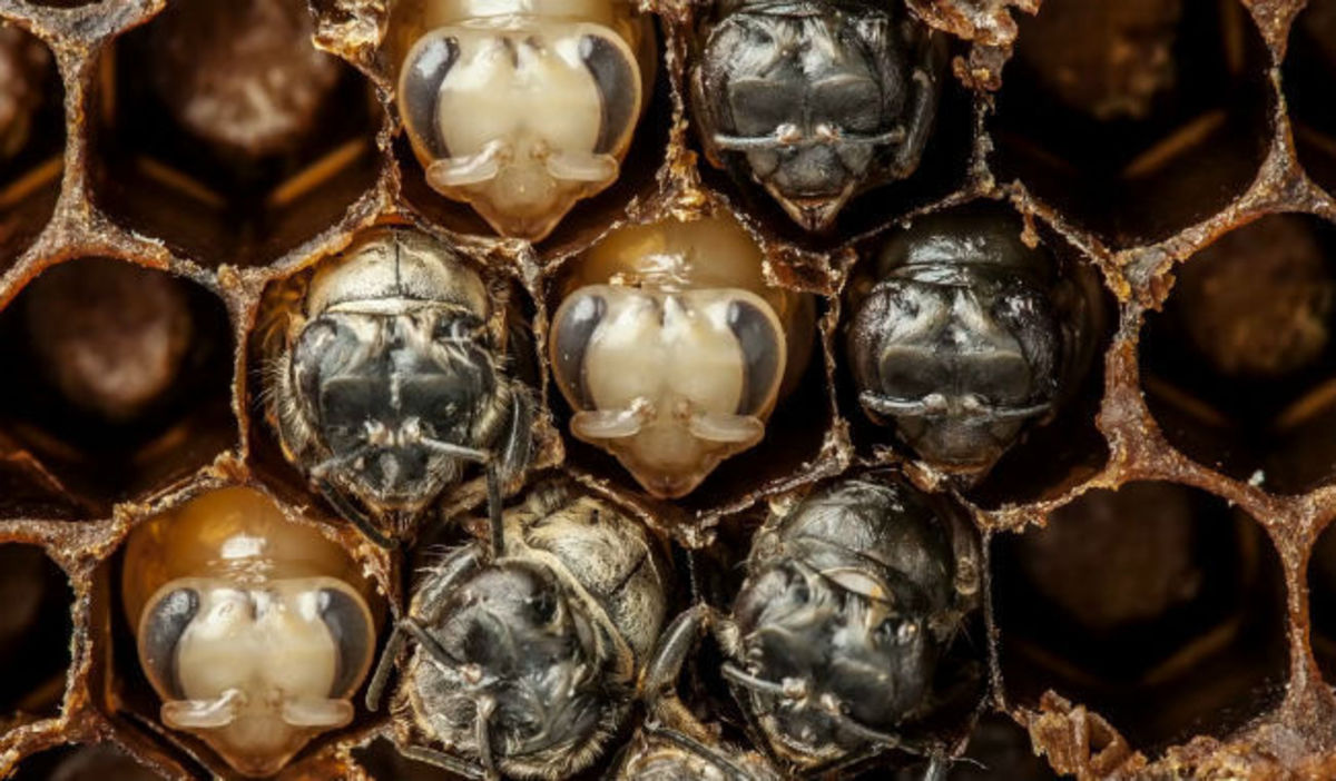 Time-Lapse βίντεο με τα στάδια ανάπτυξης της μέλισσας !