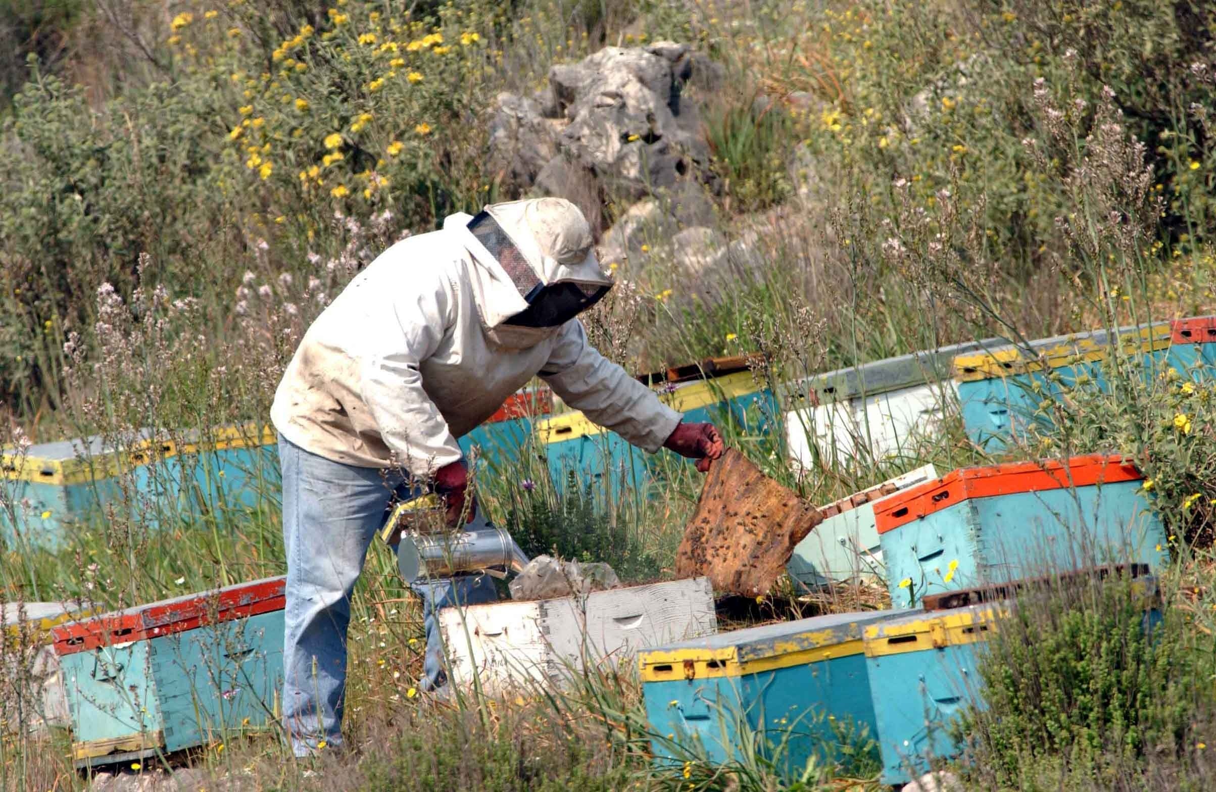Ρέθυμνο: Έκλεψαν 16 κυψέλες μελισσιών