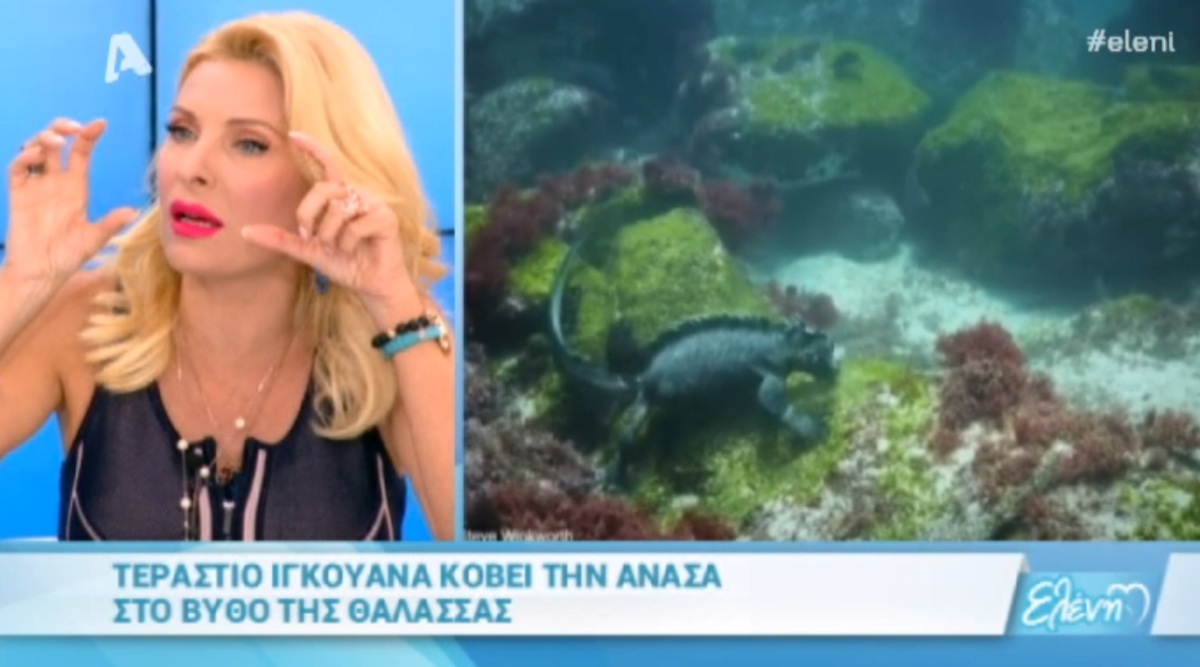 Θαλάσσια χελώνα “απείλησε” την Ελένη Μενεγάκη σε εξωτικό προορισμό!