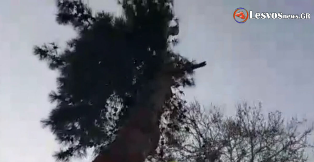 Λέσβος: Μετανάστης απειλούσε να πέσει από δέντρο [vid]