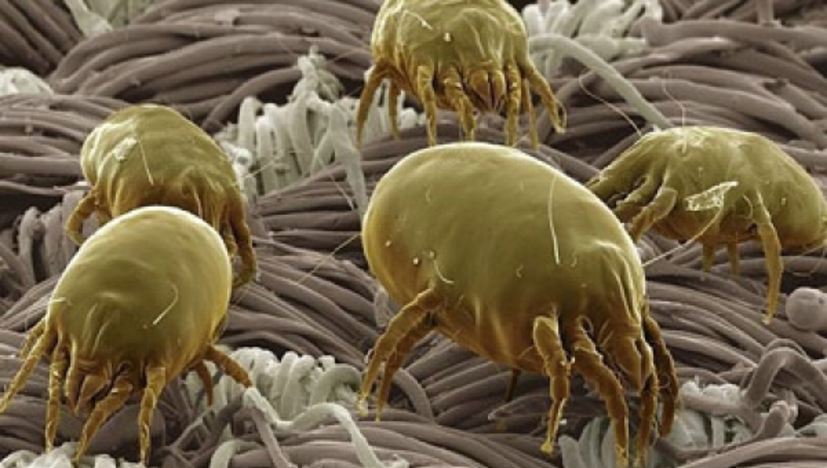 Επικίνδυνα μικρόβια θέτουν σε κίνδυνο ζωές