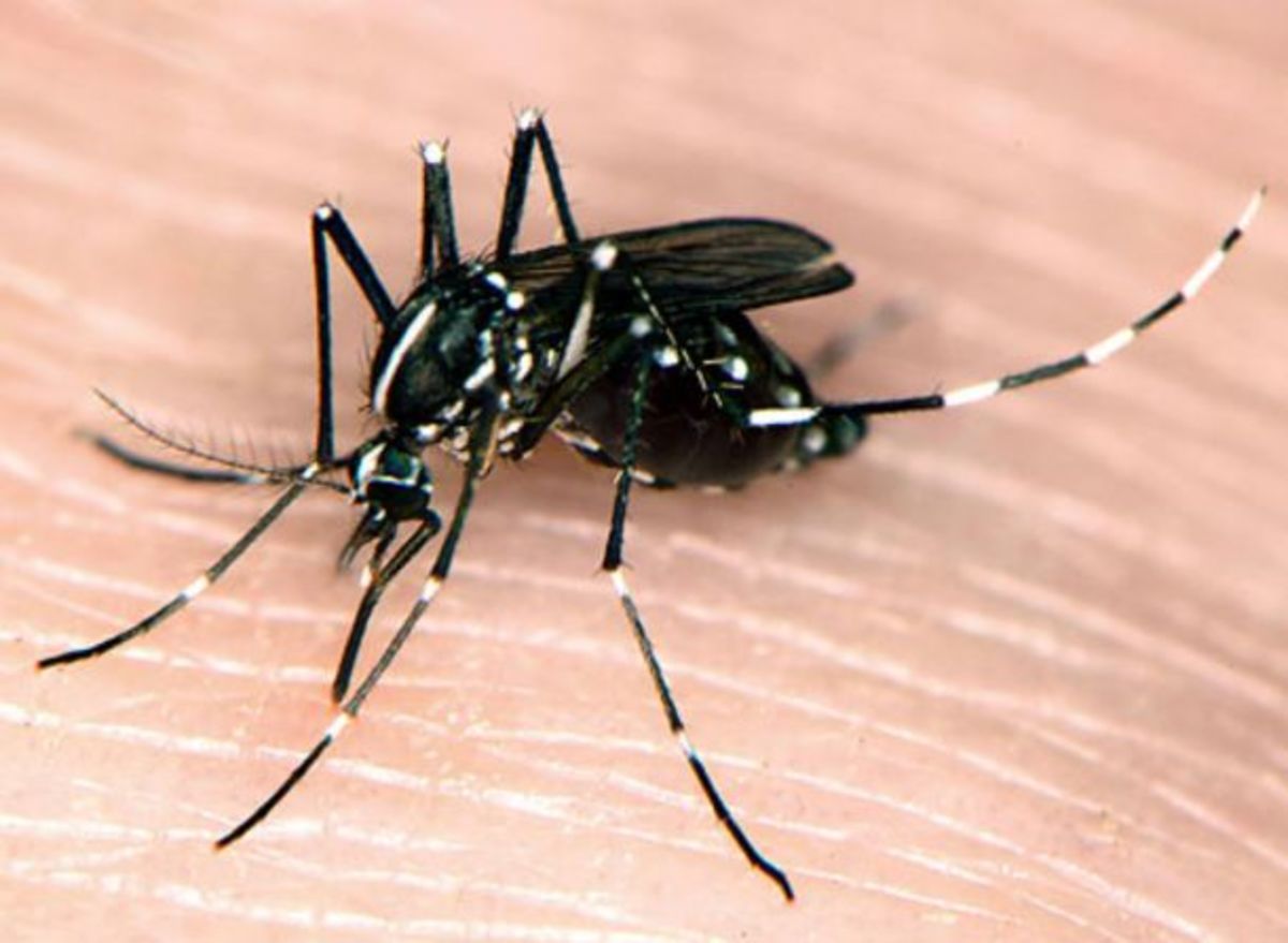 Η μάχη των …κουνουπιών εν μέσω πολιτικών εξελίξεων!