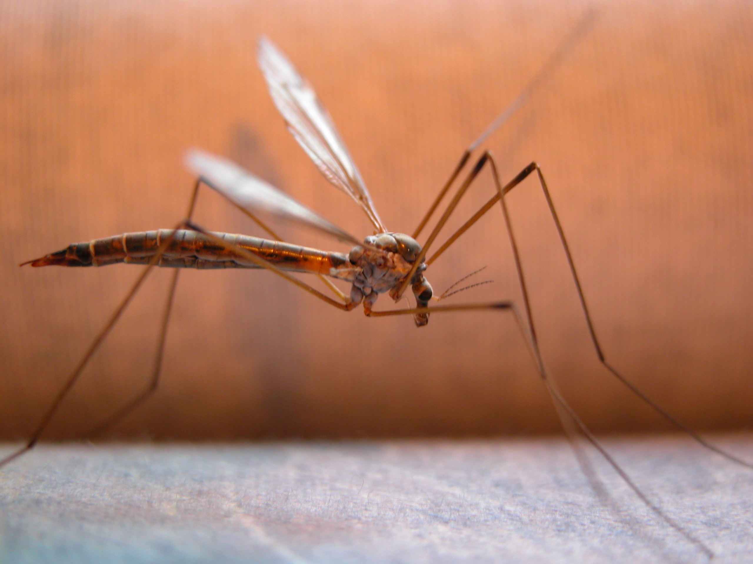 Πως τσιμπάει το κουνούπι – Απίστευτο βίντεο