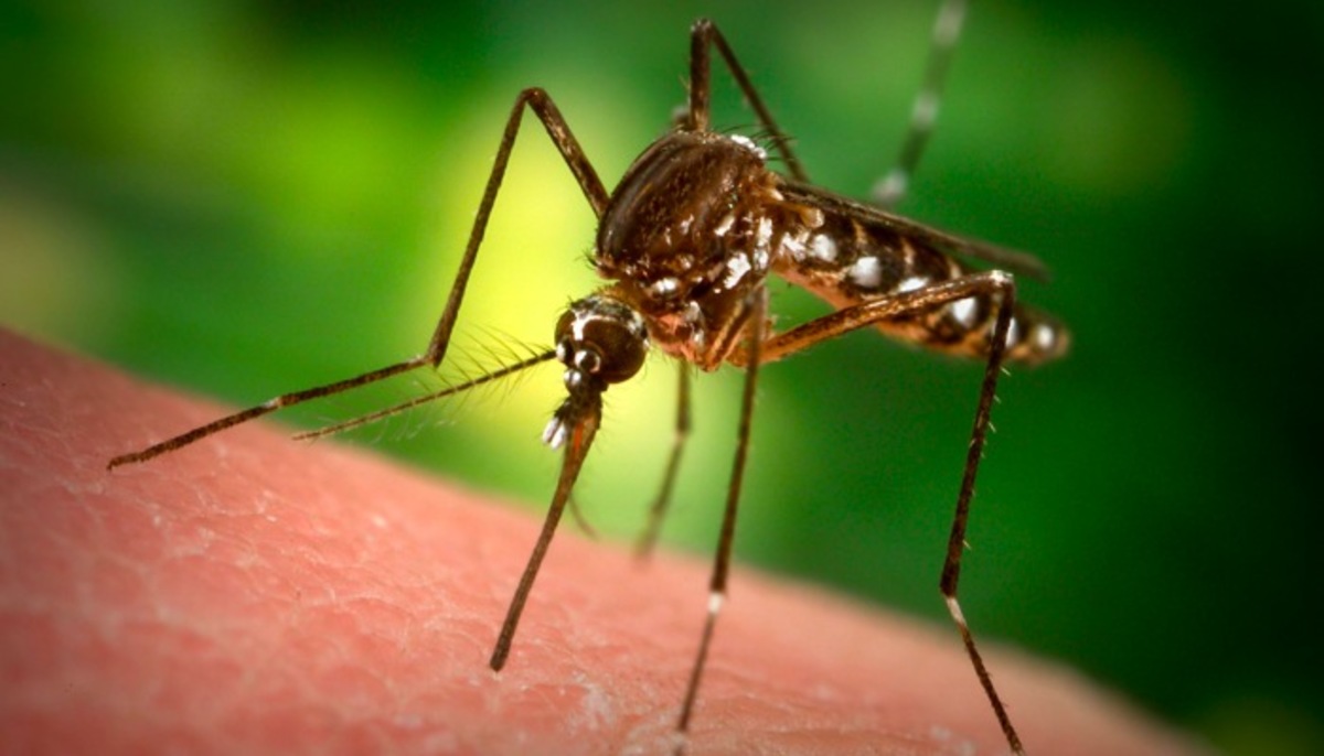 Τα κουνούπια κάνουν πάρτι! Με καθυστερήσεις οι ψεκασμοί λόγω έλλειψης κονδυλίων