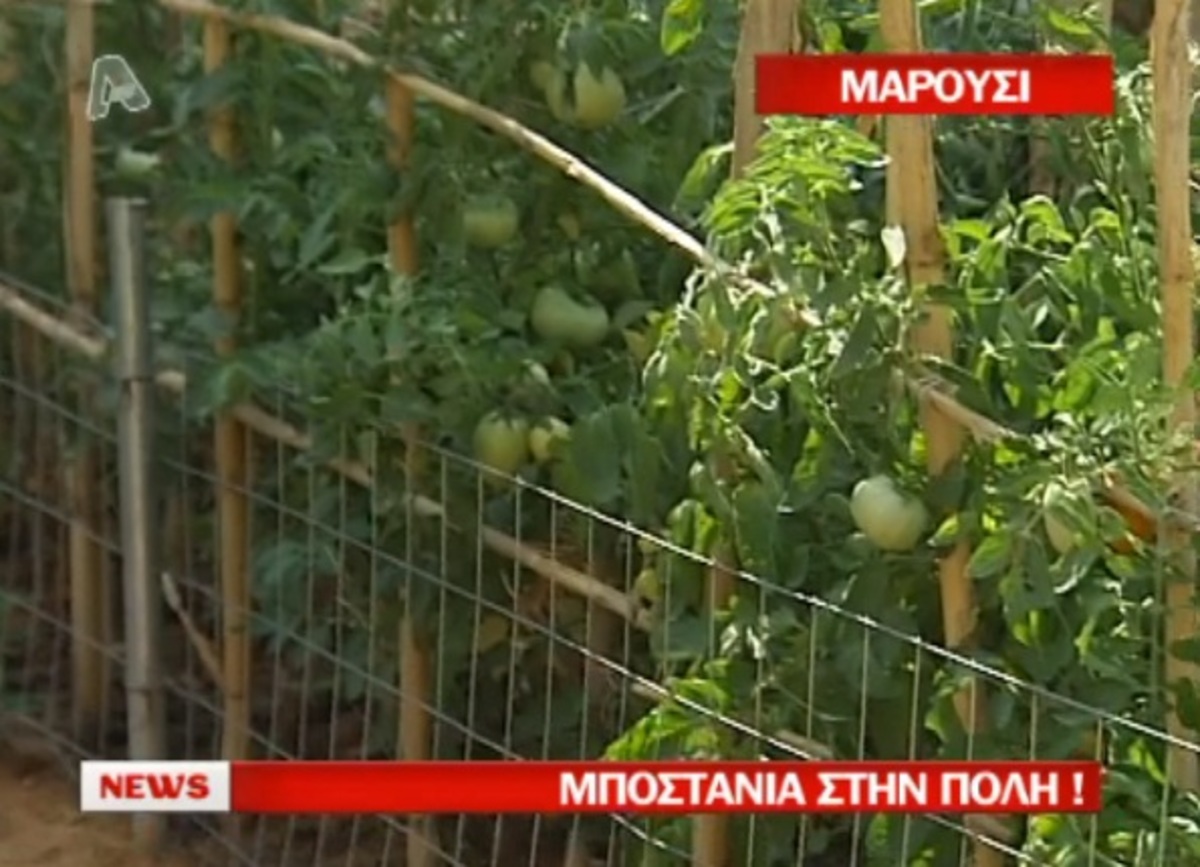 Μποστάνια στο Μαρούσι!