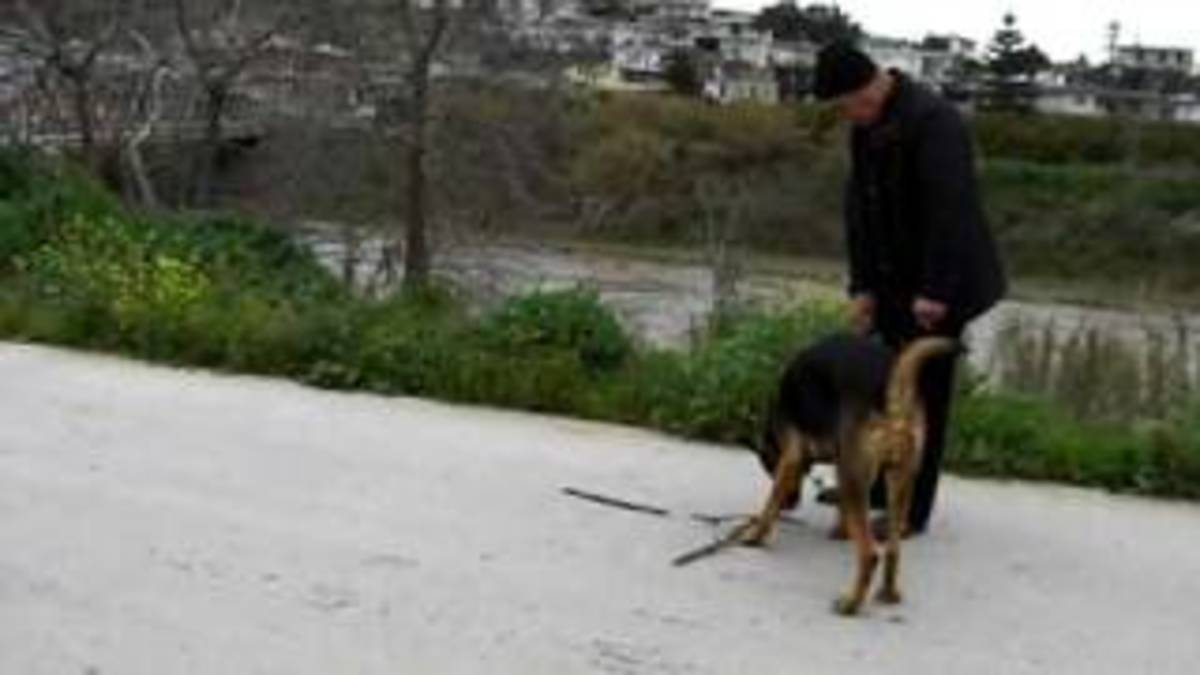 Ο ψηλότερος σκύλος