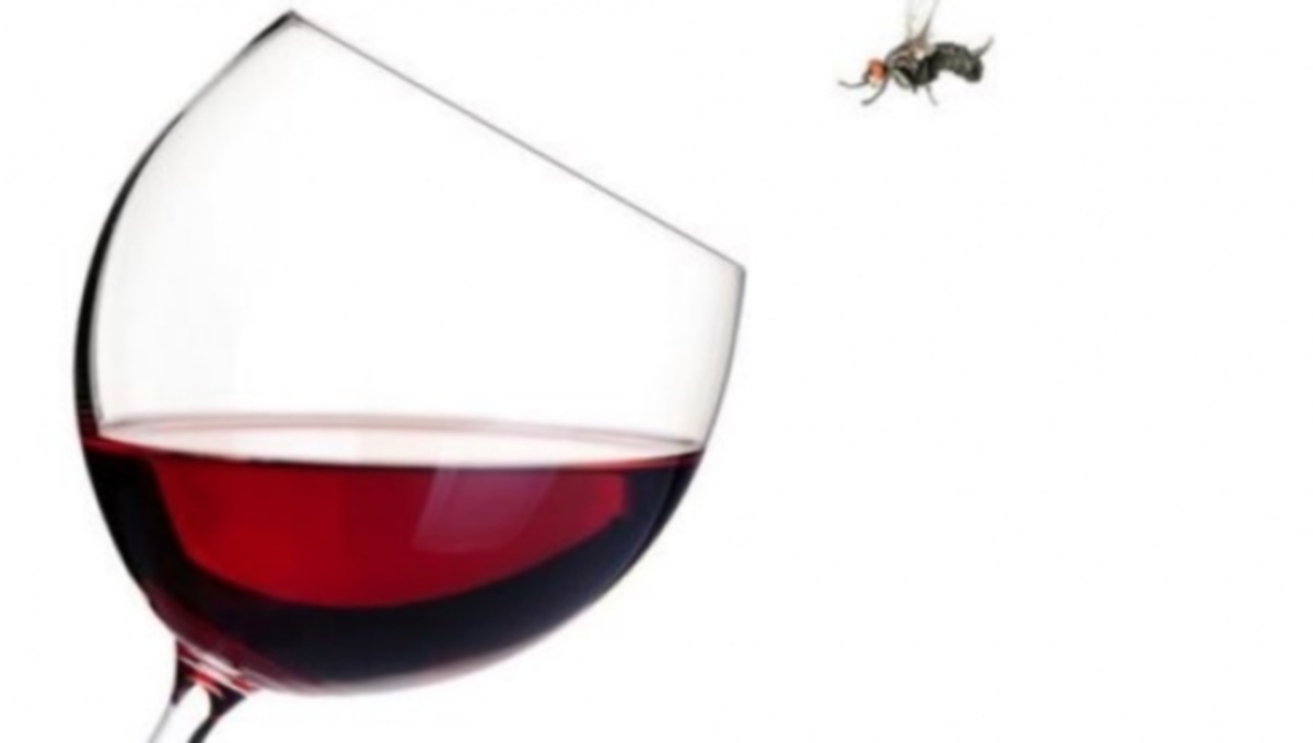 Τι να κάνετε αν δείτε μια μύγα στο ποτό σας – Πότε υπάρχει πρόβλημα