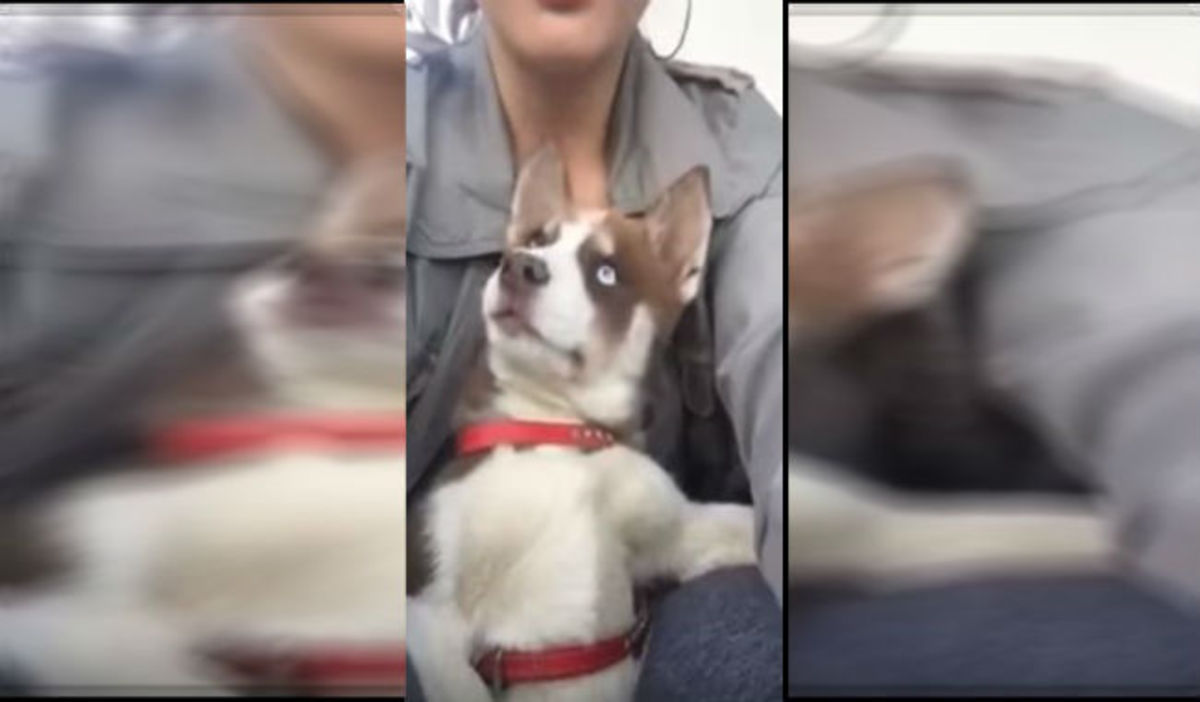 Αυτή η κοπέλα τραγουδά νανούρισμα στο σκύλο της – Δείτε τι συνέβη (BINTEO)