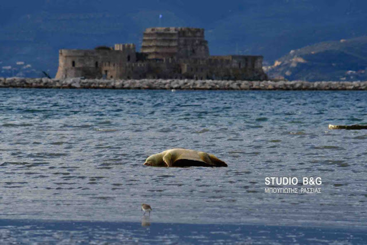 Ναύπλιο: Χτυπημένη θάλασσια χελώνα ξεβράστηκε νεκρή [pics, vid]